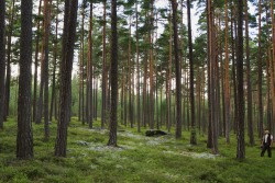 <p><strong>Caption:</strong> Stora Enso drives sustainable forest management as it safeguards forest health and productivity, helps combat global warming, and protects biodiversity – whilst securing the long-term availability of our renewable resources.Image: Stora Enso</p> 