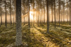 <p>Forest</p> (photo: Mikko Nikkinen)