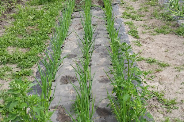 <p>Walki’s new mulch product, Agripap, is the only solution on the market that is entirely biodegradable. © Walki</p>
